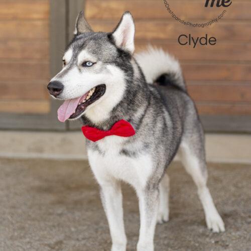 Clyde, an adoptable Siberian Husky in Bakersfield, CA, 93308 | Photo Image 2