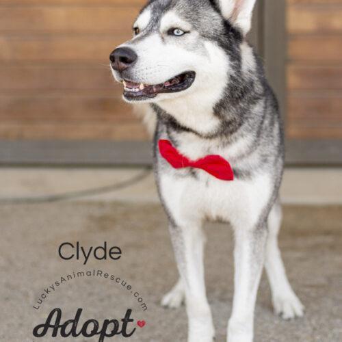 Clyde, an adoptable Siberian Husky in Bakersfield, CA, 93308 | Photo Image 3