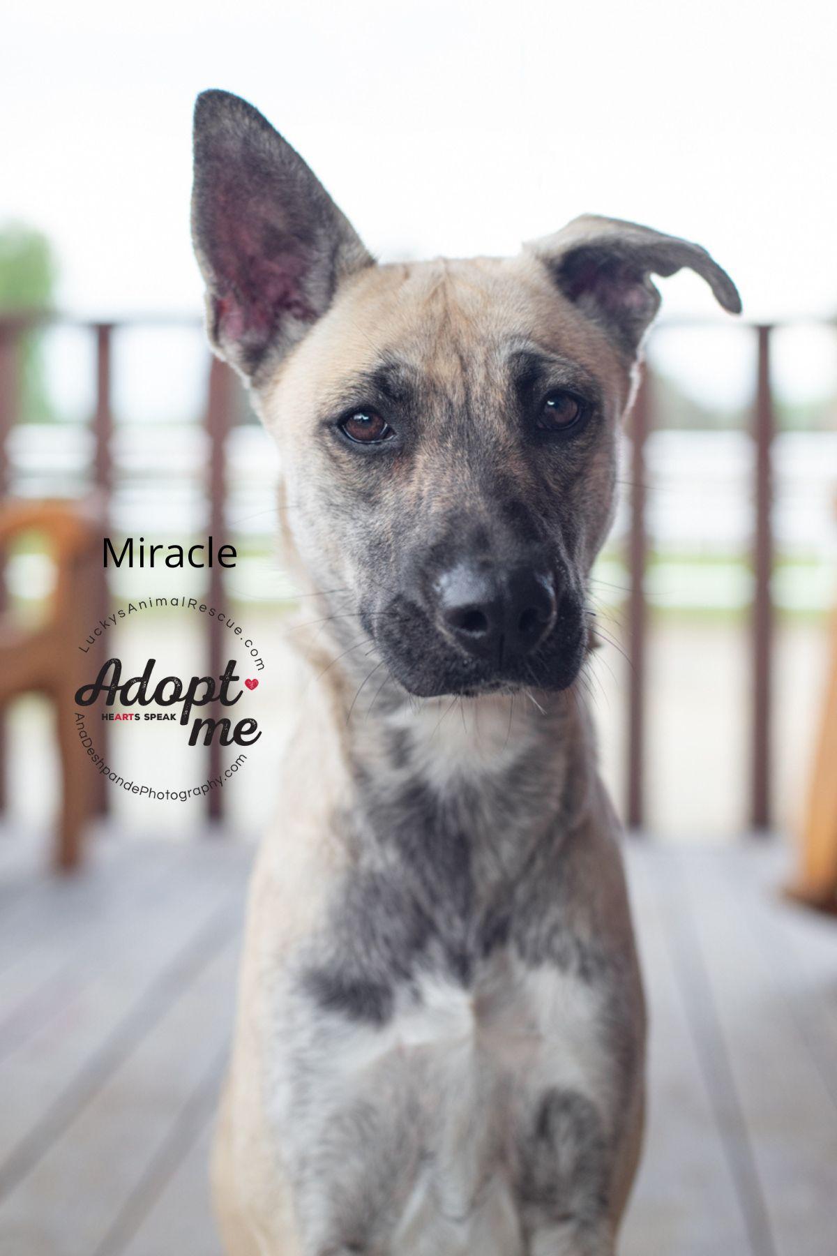 Miracle, an adoptable German Shepherd Dog, Belgian Shepherd / Malinois in Bakersfield, CA, 93308 | Photo Image 1