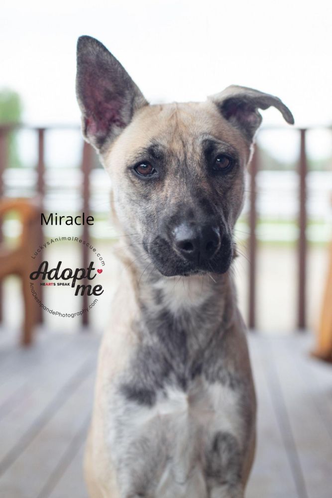 Miracle