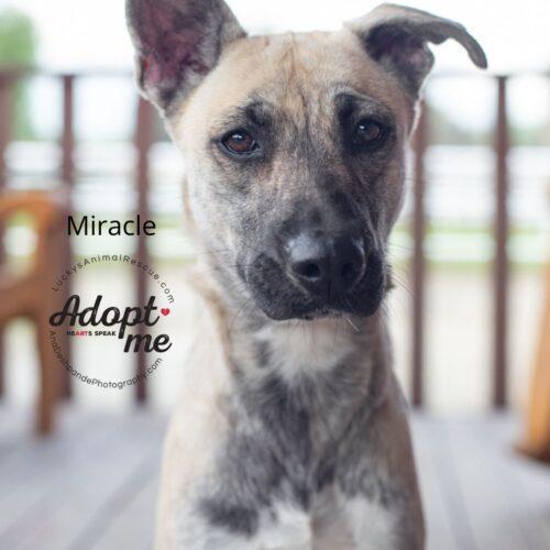 Miracle, an adoptable German Shepherd Dog, Belgian Shepherd / Malinois in Bakersfield, CA, 93308 | Photo Image 2