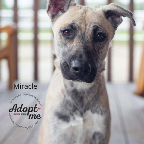 Miracle, an adoptable German Shepherd Dog & Belgian Shepherd / Malinois Mix in Bakersfield, CA_image-3