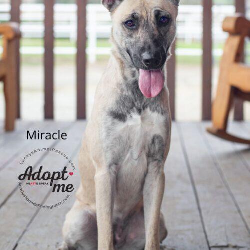 Dog For Adoption - Miracle, A German Shepherd Dog & Belgian Shepherd 