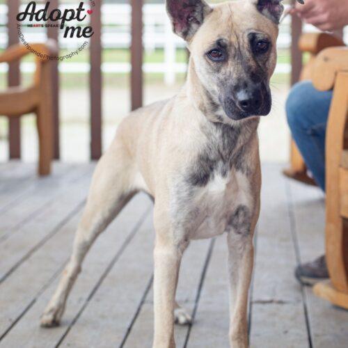 Miracle, an adoptable German Shepherd Dog, Belgian Shepherd / Malinois in Bakersfield, CA, 93308 | Photo Image 5