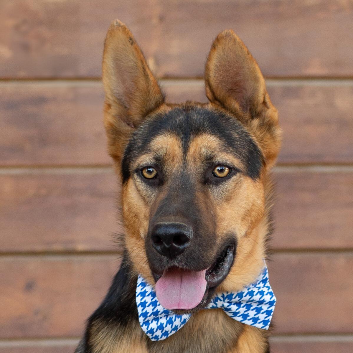 Elvis, an adoptable German Shepherd Dog in Bakersfield, CA, 93308 | Photo Image 1