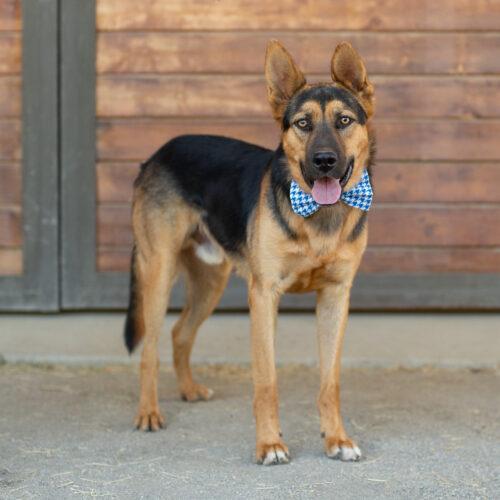 Elvis, an adoptable German Shepherd Dog in Bakersfield, CA, 93308 | Photo Image 2