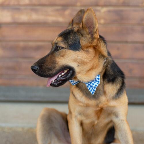 Elvis, an adoptable German Shepherd Dog in Bakersfield, CA, 93308 | Photo Image 3