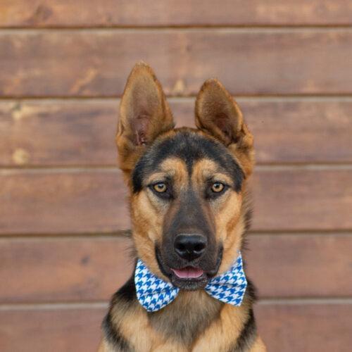 Elvis, an adoptable German Shepherd Dog in Bakersfield, CA, 93308 | Photo Image 4