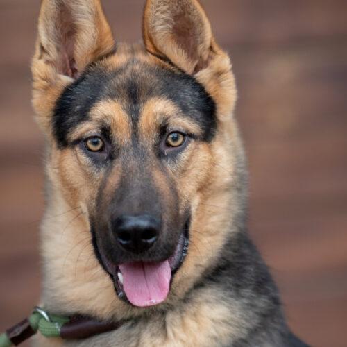 Elvis, an adoptable German Shepherd Dog in Bakersfield, CA, 93308 | Photo Image 5