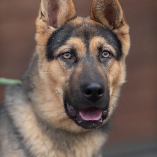 Elvis, an adoptable German Shepherd Dog in Bakersfield, CA, 93308 | Photo Image 6