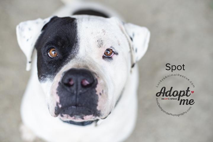 Spot, an adoptable American Staffordshire Terrier in Bakersfield, CA, 93308 | Photo Image 1