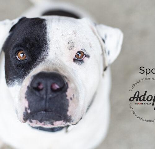 Spot, an adoptable American Staffordshire Terrier in Bakersfield, CA, 93308 | Photo Image 2