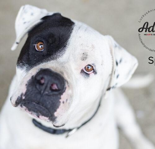 Spot, an adoptable American Staffordshire Terrier in Bakersfield, CA, 93308 | Photo Image 3