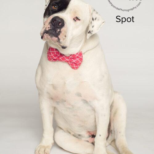 Spot, an adoptable American Staffordshire Terrier in Bakersfield, CA, 93308 | Photo Image 5