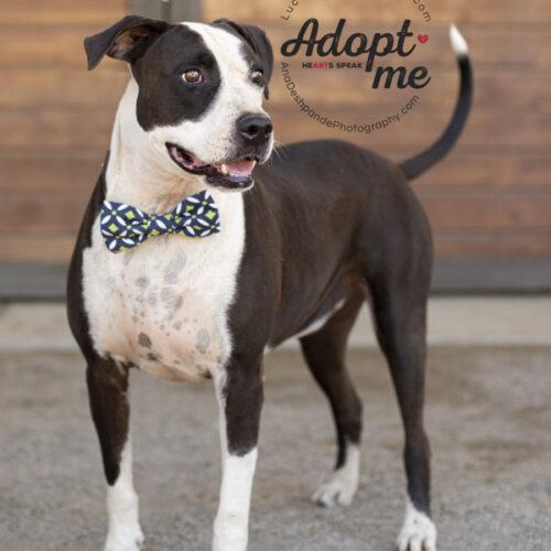 Newbie, an adoptable American Staffordshire Terrier, Mixed Breed in Bakersfield, CA, 93308 | Photo Image 2