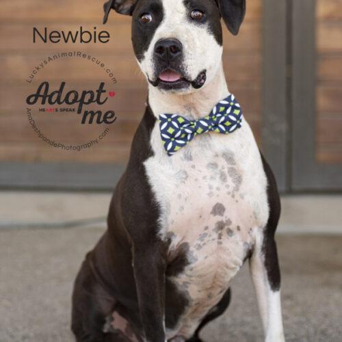 Newbie, an adoptable American Staffordshire Terrier, Mixed Breed in Bakersfield, CA, 93308 | Photo Image 3