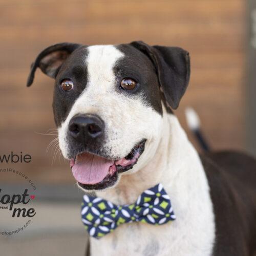 Newbie, an adoptable American Staffordshire Terrier Mix in Bakersfield, CA_image-4
