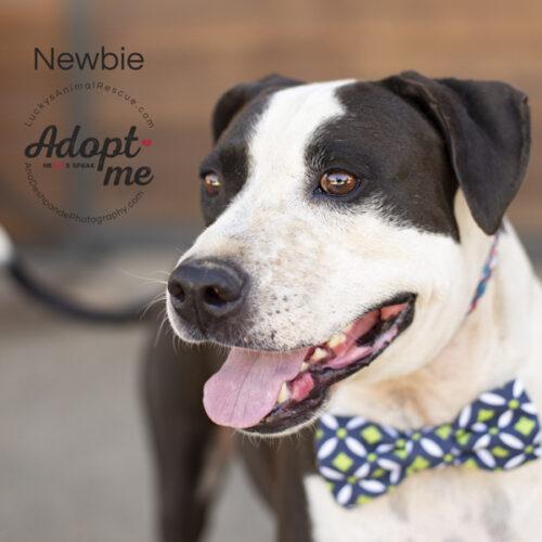 Newbie, an adoptable American Staffordshire Terrier Mix in Bakersfield, CA_image-5