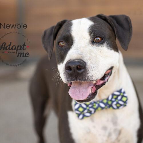 Newbie, an adoptable American Staffordshire Terrier, Mixed Breed in Bakersfield, CA, 93308 | Photo Image 6