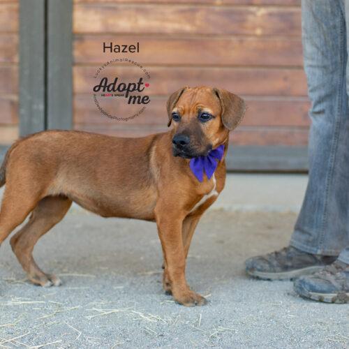 Hazel, an adoptable Pit Bull Terrier & Chow Chow Mix in Bakersfield, CA_image-2