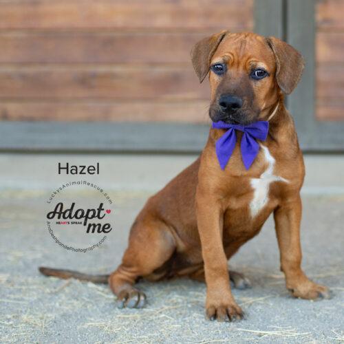 Hazel 3
