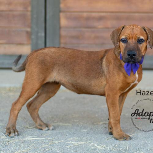 Hazel, an adoptable Pit Bull Terrier & Chow Chow Mix in Bakersfield, CA_image-4