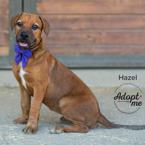 Hazel 5