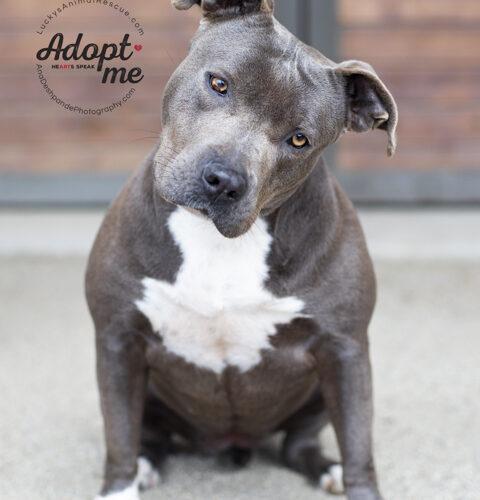 Rowdy, an adoptable American Staffordshire Terrier in Bakersfield, CA_image-2