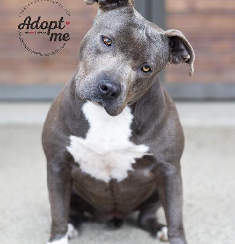 Rowdy, an adoptable American Staffordshire Terrier in Bakersfield, CA, 93308 | Photo Image 2