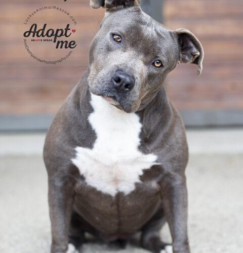 Rowdy, an adoptable American Staffordshire Terrier in Bakersfield, CA_image-3