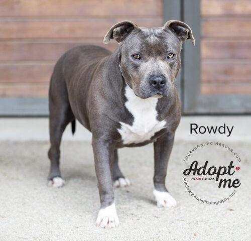 Rowdy, an adoptable American Staffordshire Terrier in Bakersfield, CA, 93308 | Photo Image 4