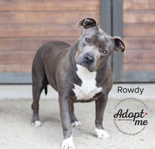Rowdy, an adoptable American Staffordshire Terrier in Bakersfield, CA, 93308 | Photo Image 5