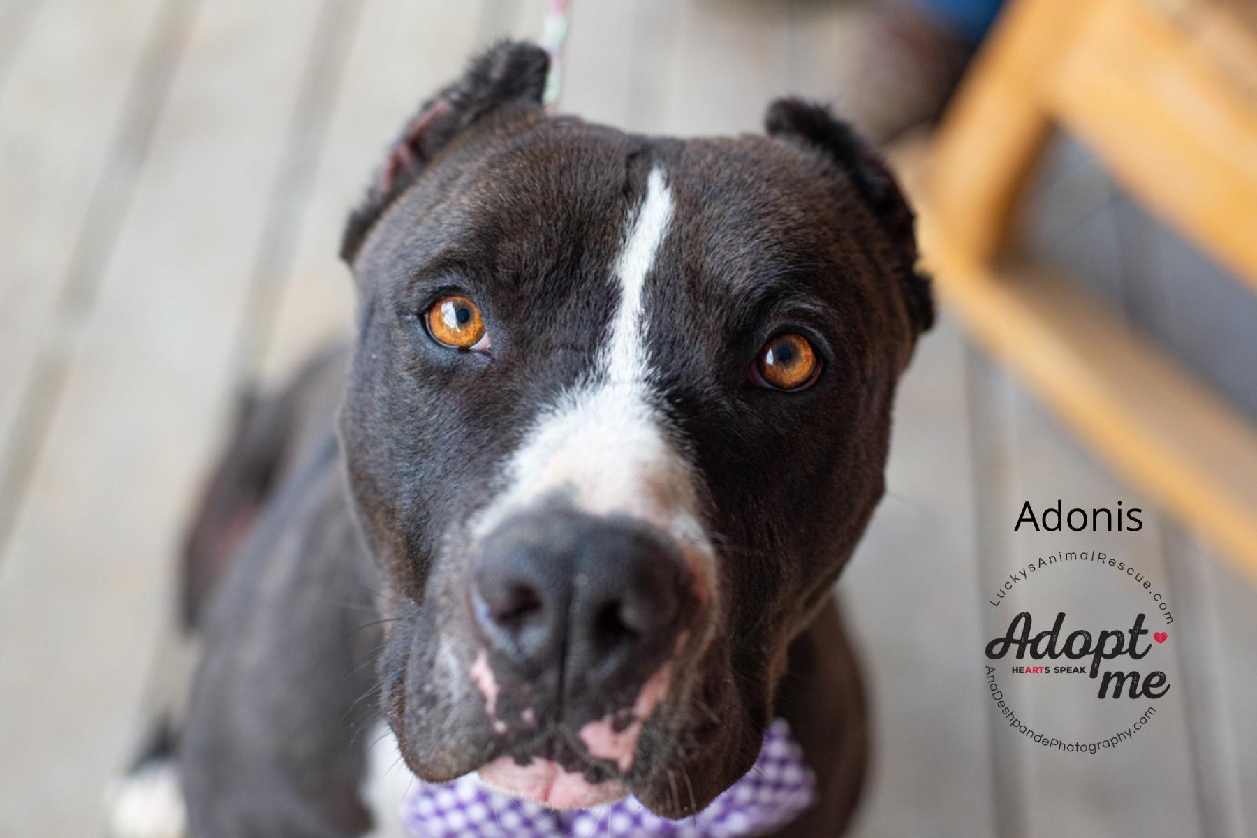 Adonis, an adoptable American Staffordshire Terrier in Bakersfield, CA, 93308 | Photo Image 1