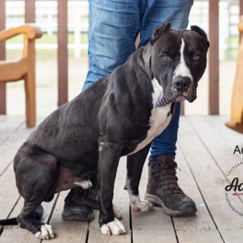 Adonis, an adoptable American Staffordshire Terrier in Bakersfield, CA, 93308 | Photo Image 2