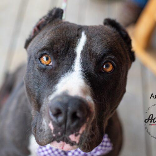 Adonis, an adoptable American Staffordshire Terrier in Bakersfield, CA, 93308 | Photo Image 3