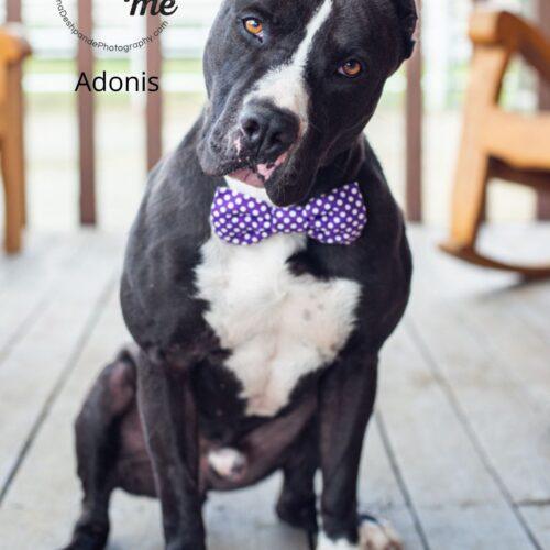 Adonis, an adoptable American Staffordshire Terrier in Bakersfield, CA, 93308 | Photo Image 4