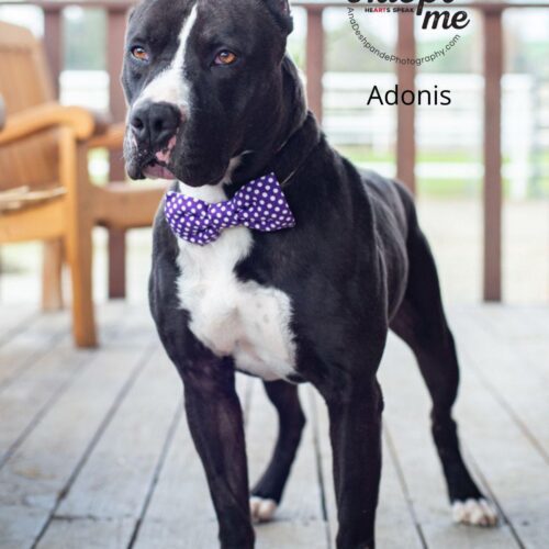 Adonis, an adoptable American Staffordshire Terrier in Bakersfield, CA, 93308 | Photo Image 6