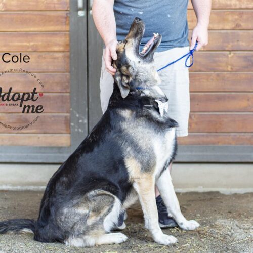 Cole, an adoptable Siberian Husky, German Shepherd Dog in Bakersfield, CA, 93308 | Photo Image 2