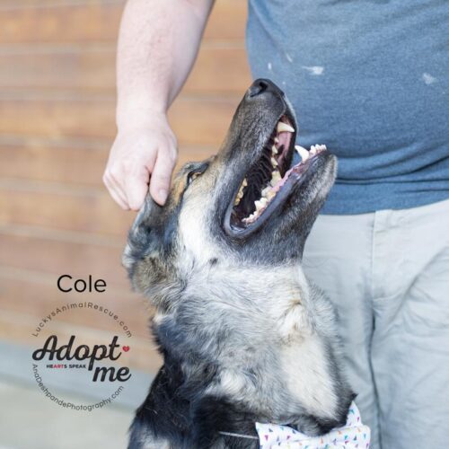Cole, an adoptable Siberian Husky, German Shepherd Dog in Bakersfield, CA, 93308 | Photo Image 3