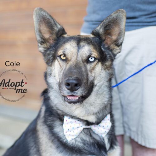 Cole, an adoptable Siberian Husky, German Shepherd Dog in Bakersfield, CA, 93308 | Photo Image 4