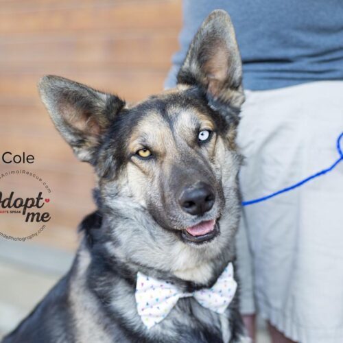 Cole, an adoptable Siberian Husky, German Shepherd Dog in Bakersfield, CA, 93308 | Photo Image 5