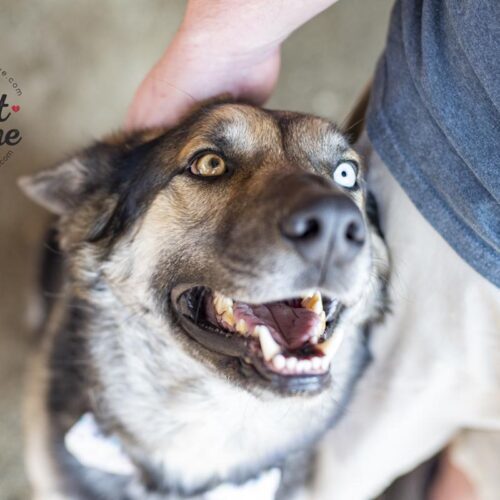 Cole, an adoptable Siberian Husky, German Shepherd Dog in Bakersfield, CA, 93308 | Photo Image 6