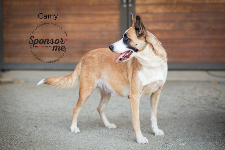 Camy, an adoptable Border Collie & Husky Mix in Bakersfield, CA_image-1