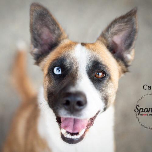 Camy, an adoptable Border Collie, Husky in Bakersfield, CA, 93308 | Photo Image 2