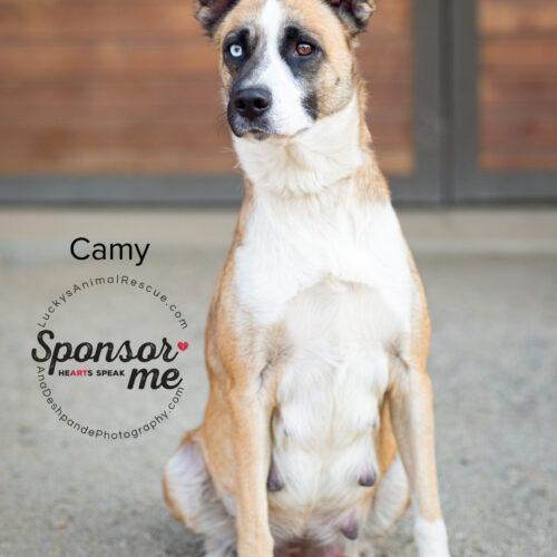 Camy, an adoptable Border Collie, Husky in Bakersfield, CA, 93308 | Photo Image 3