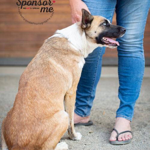 Camy, an adoptable Border Collie, Husky in Bakersfield, CA, 93308 | Photo Image 4