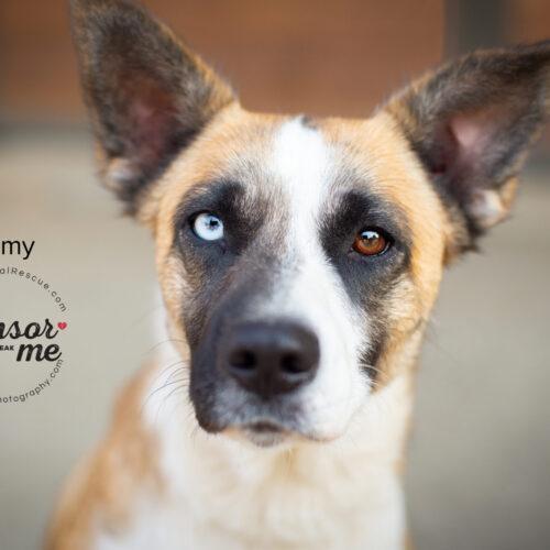 Camy, an adoptable Border Collie, Husky in Bakersfield, CA, 93308 | Photo Image 5