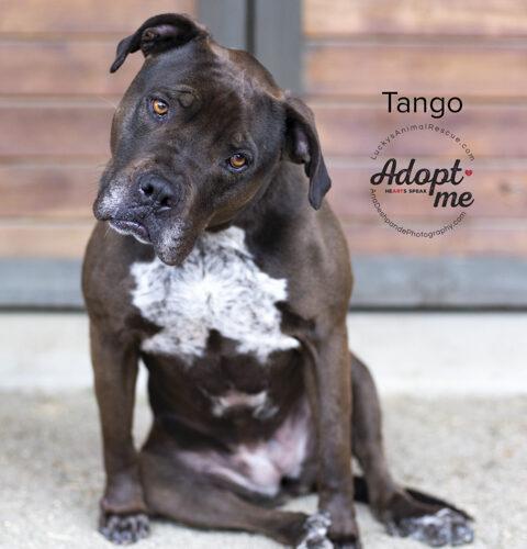 Tango, an adoptable Pit Bull Terrier, Mastiff in Bakersfield, CA, 93308 | Photo Image 2