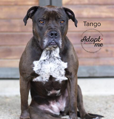 Tango, an adoptable Pit Bull Terrier & Mastiff Mix in Bakersfield, CA_image-3