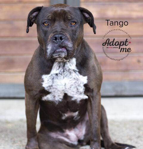 Tango, an adoptable Pit Bull Terrier, Mastiff in Bakersfield, CA, 93308 | Photo Image 4